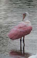 OWP spoonbill IMG_6216